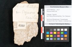 Foto (Objekt + Etikett) von Sequoia hardtii Endl. (NHMW-GEO-2024-0188-8232)